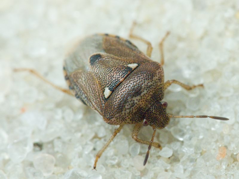 Stagonomus bipunctatus (Linnaeus, 1758)